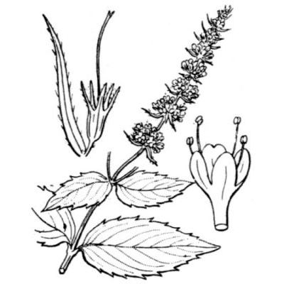 Mentha spicata L. subsp. spicata 