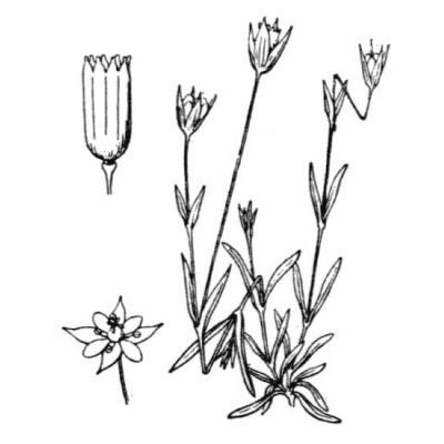 Moenchia erecta (L.) P. Gaertn. , B. Mey. & Scherb. subsp. erecta 