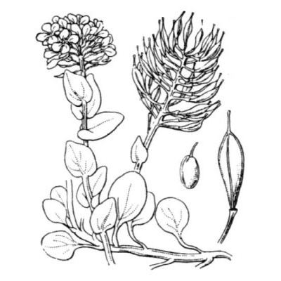 Noccaea rotundifolia (L.) Moench subsp. rotundifolia 