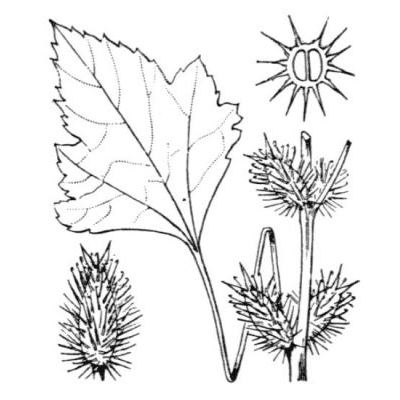 Xanthium orientale subsp. italicum (Moretti) Greuter 
