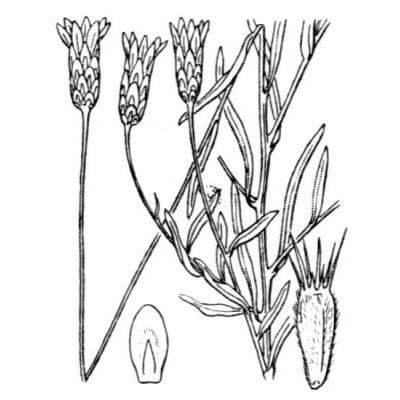 Xeranthemum cylindraceum Sm. 
