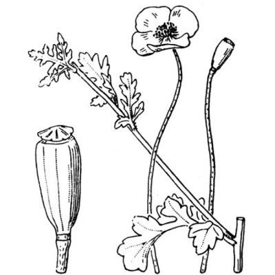 Papaver dubium L. subsp. dubium 