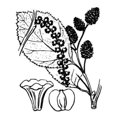 Alnus alnobetula (Ehrh.) K.Koch subsp. alnobetula 