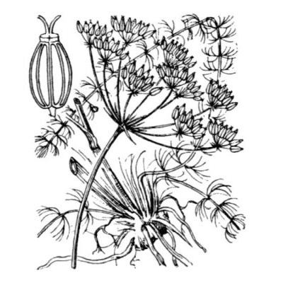Carum verticillatum (L.) W.D.J.Koch 