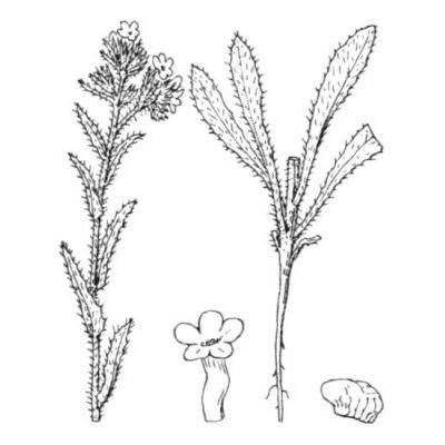 Lycopsis arvensis L. 
