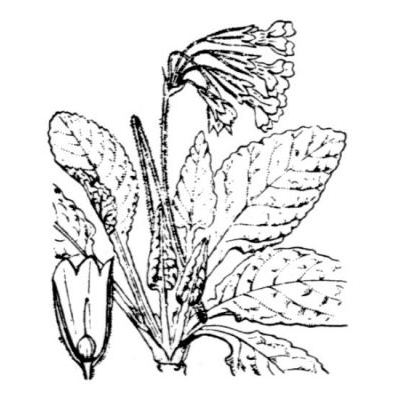Primula veris L. subsp. veris 