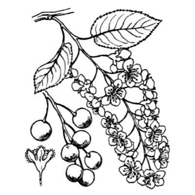 Prunus padus L. subsp. padus 