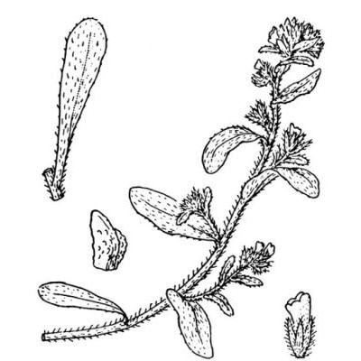 Echium arenarium Guss. 