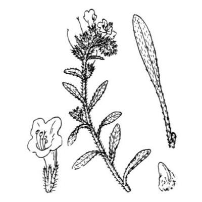 Echium sabulicola Pomel subsp. sabulicola 