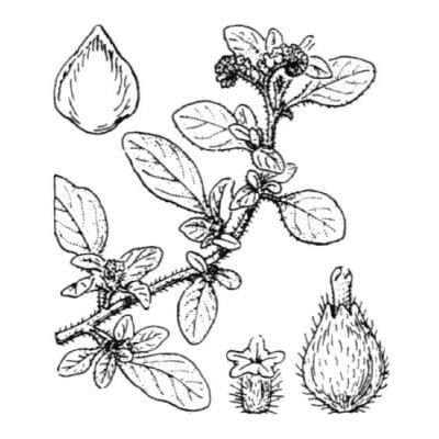 Heliotropium supinum L. 