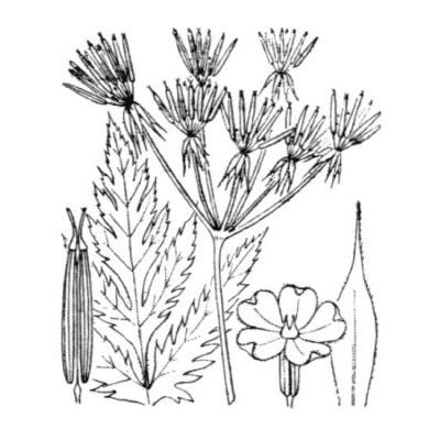 Chaerophyllum hirsutum L. 