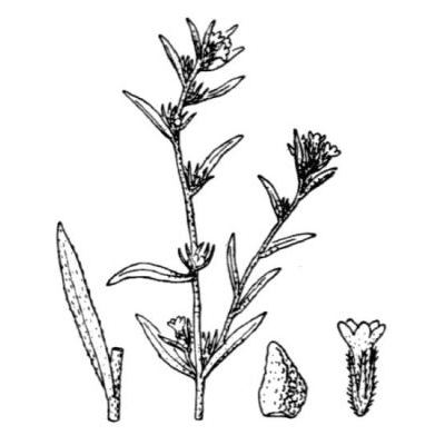 Lithospermum arvense L. 