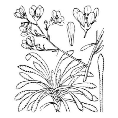 Saxifraga callosa Sm. subsp. callosa 