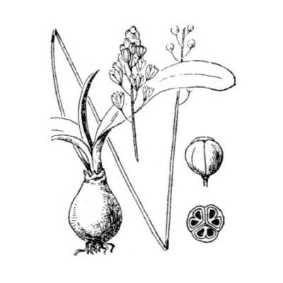 Scilla obtusifolia Poir. 
