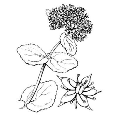 Sedum telephium L. subsp. telephium 