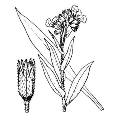 Pulmonaria angustifolia L. 