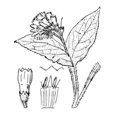 Symphytum tuberosum L. subsp. tuberosum 