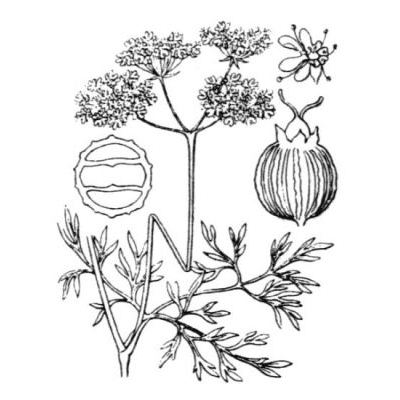 Coriandrum sativum L. 