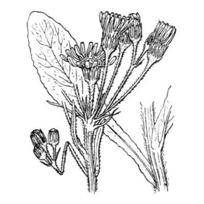 Tephroseris longifolia (Jacq.) Griseb. & Schenk subsp. longifolia 