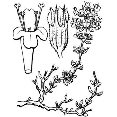 Thymus vulgaris L. 