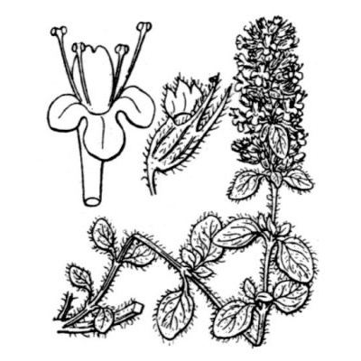 Thymus praecox subsp. polytrichus (A. Kern. ex Borbás) Jalas 