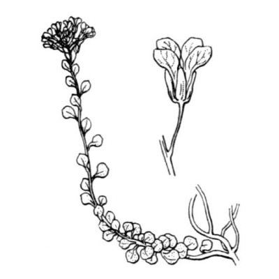 Alyssum robertianum Gren. & Godr. 