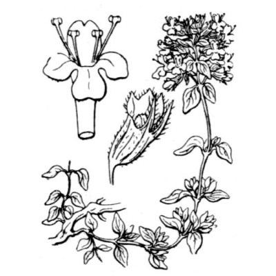 Thymus herba-barona Loisel. 