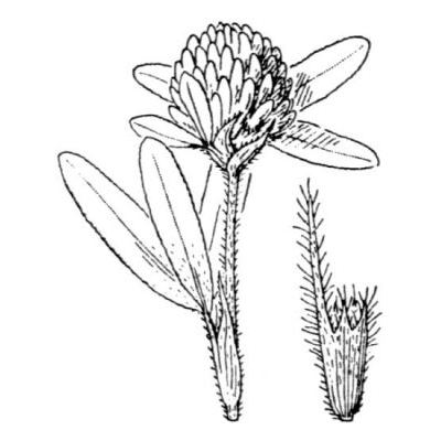 Trifolium alpestre L. 