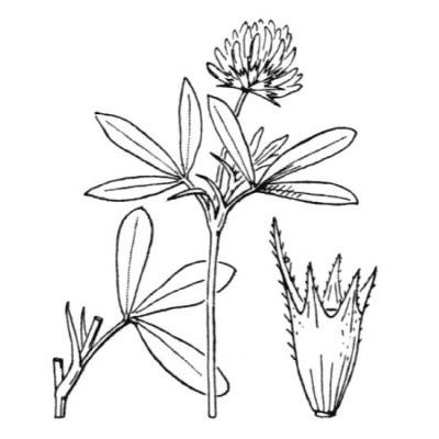 Trifolium squamosum L. 