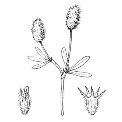 Trifolium phleoides Willd. 