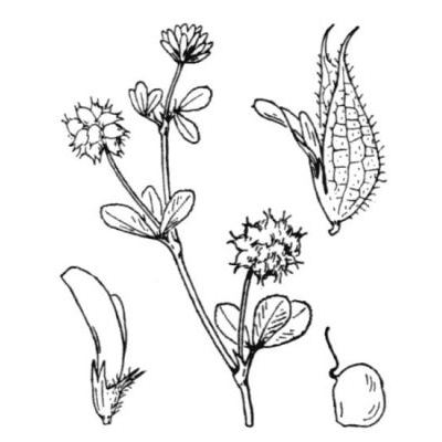 Trifolium resupinatum L. 