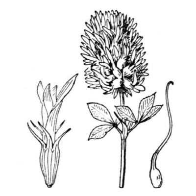 Trifolium vesiculosum Savi 