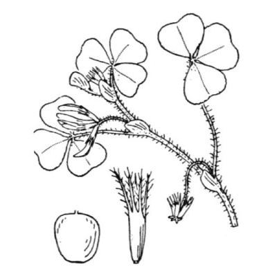 Trifolium subterraneum L. 
