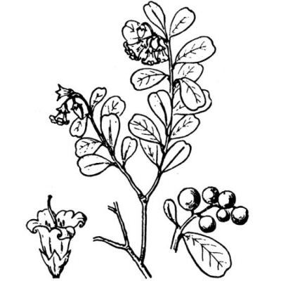 Vaccinium vitis-idaea L. 
