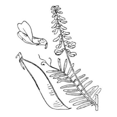Vicia tenuifolia Roth 