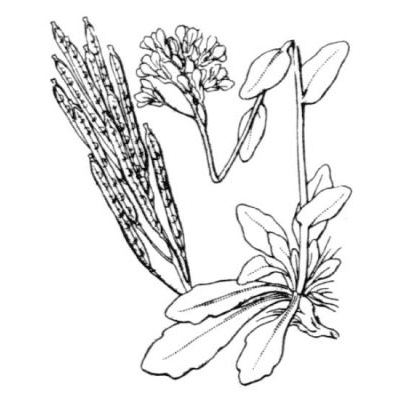 Arabis soyeri subsp. subcoriacea (Gren.) Breistr. 
