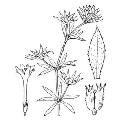 Sherardia arvensis L. 