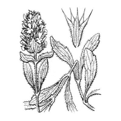 Stachys guillonii (Timb.-Lagr.) Soldano, Peruzzi & Bartolucci subsp. hyssopifolia (L.) Soldano, Peruzzi & Bartolucci 