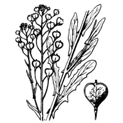 Camelina alyssum (Mill.) Thell. subsp. alyssum 