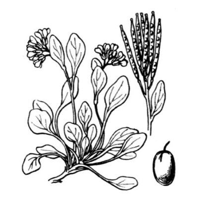 Cardamine alpina Willd. 