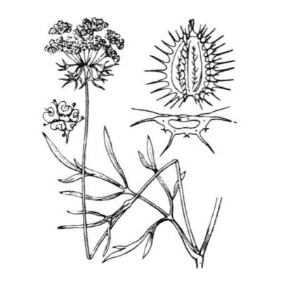 Daucus carota L. subsp. carota 