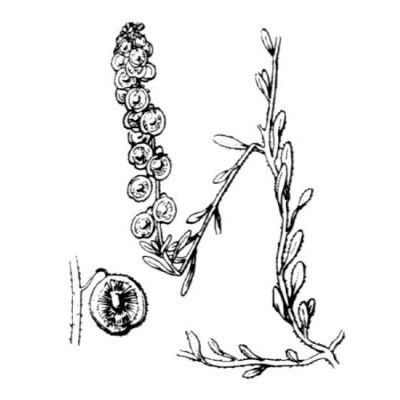Clypeola jonthlaspi L. 