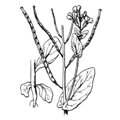 Conringia orientalis (L.) Dumort. 