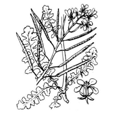 Erucastrum nasturtiifolium (Poir.) O. E. Schulz subsp. nasturtiifolium 