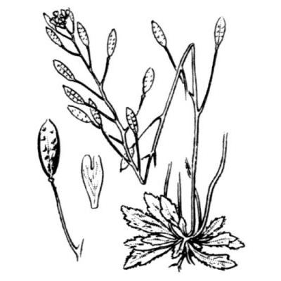 Erophila verna (L.) Chevall. 