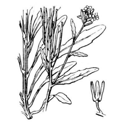 Erysimum hieracifolium L. 