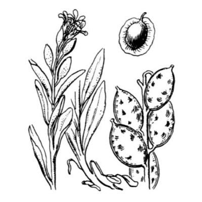 Fibigia clypeata (L.) Medik. 