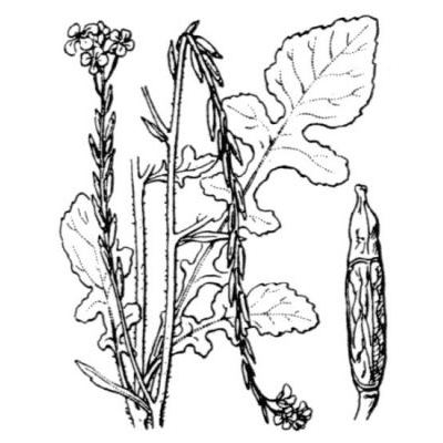 Hirschfeldia incana (L.) Lagr.-Foss. subsp. incana 