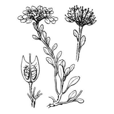 Iberis carnosa Willd. subsp. carnosa 