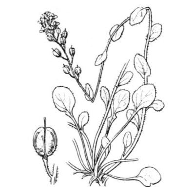 Lepidium hirtum subsp. oxyotum (DC.) Thell. 